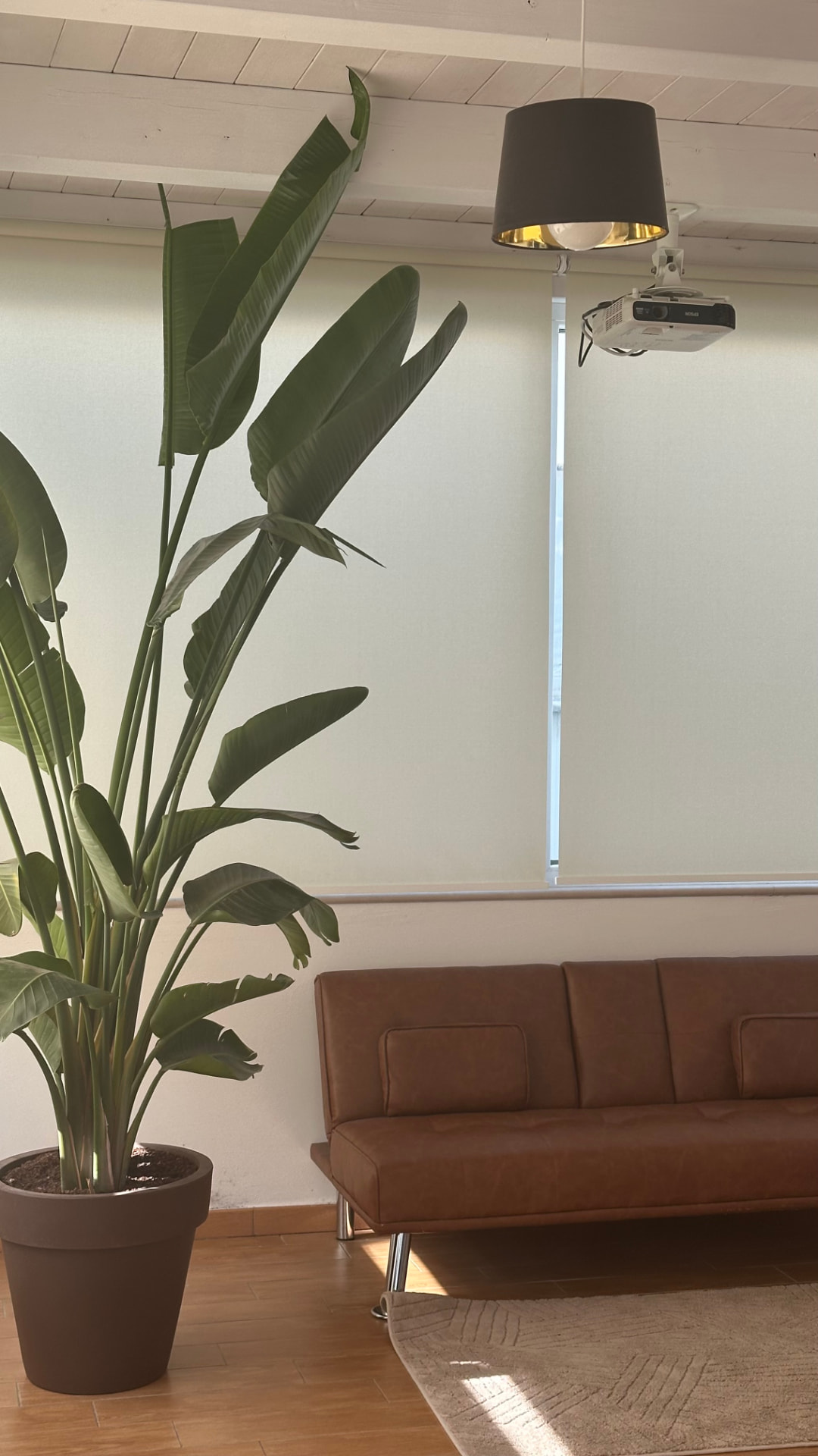 Strelitzia nicolai a noleggio in una sala d'attesa aziendale