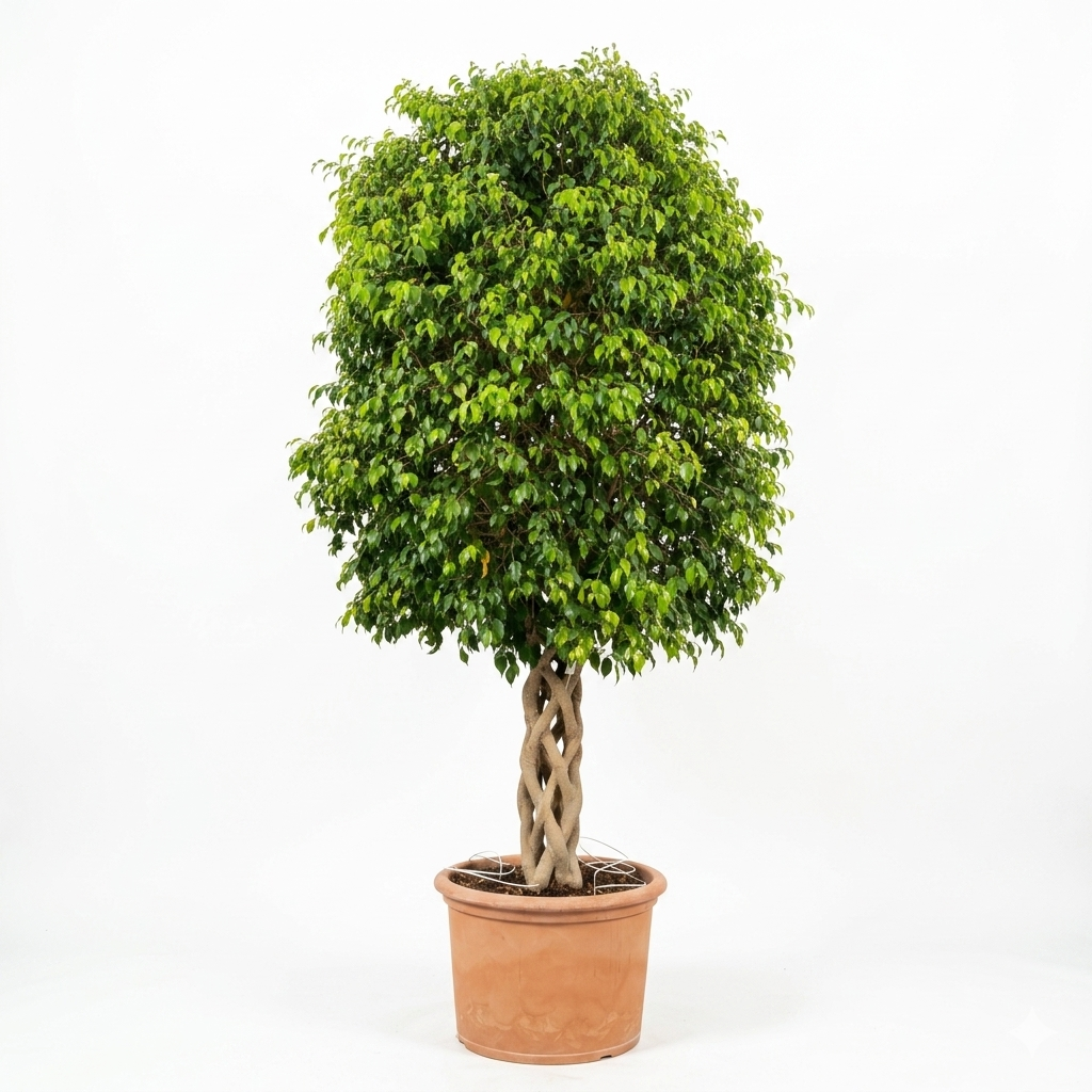 Ficus Benjamina Intrecciato in vaso — Grandi esemplari