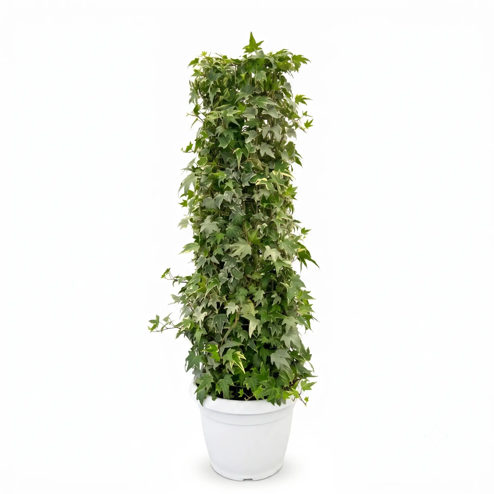 Hedera a Colonna in vaso — Indoor plants