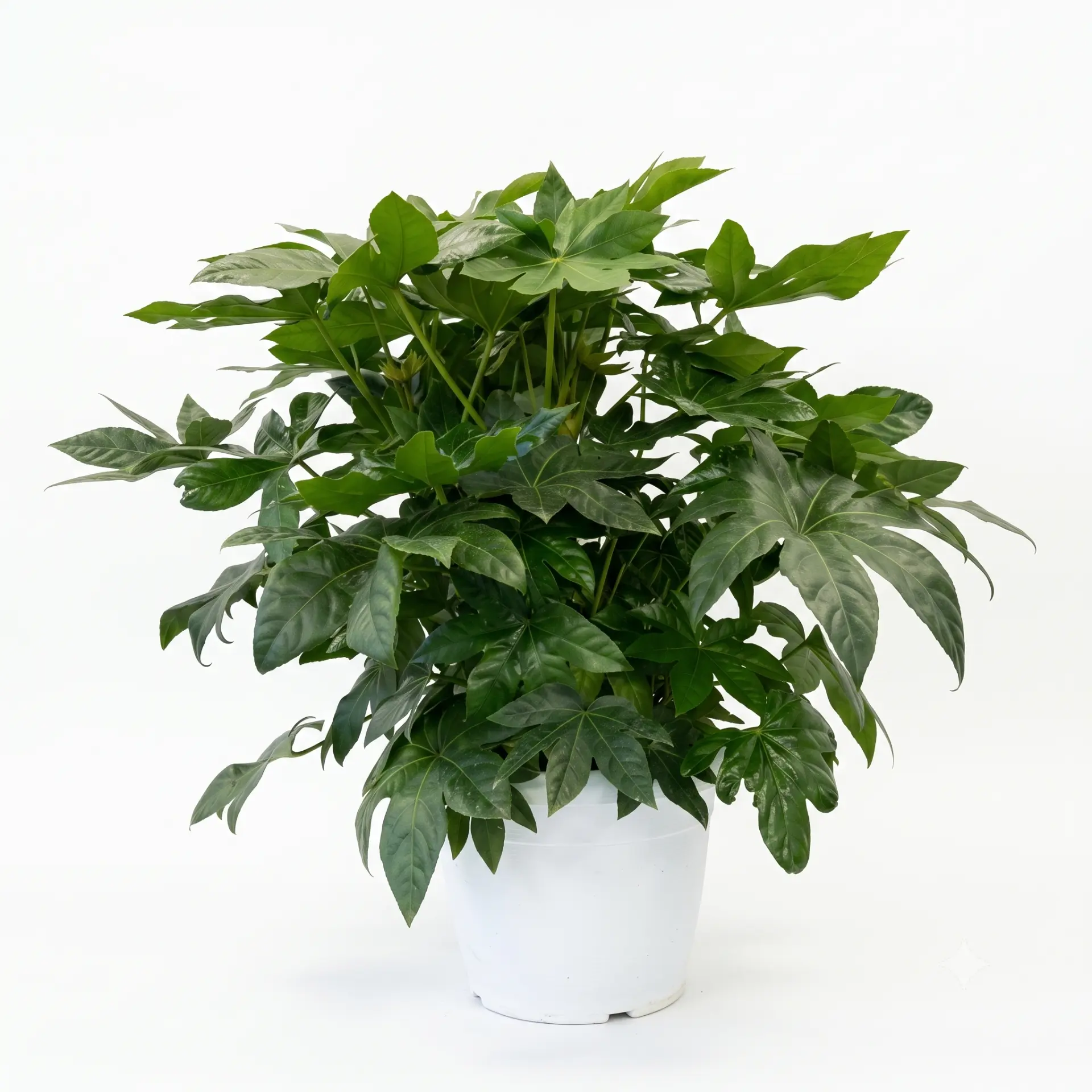 Aralia Fatsia Japonica in vaso — Indoor plants