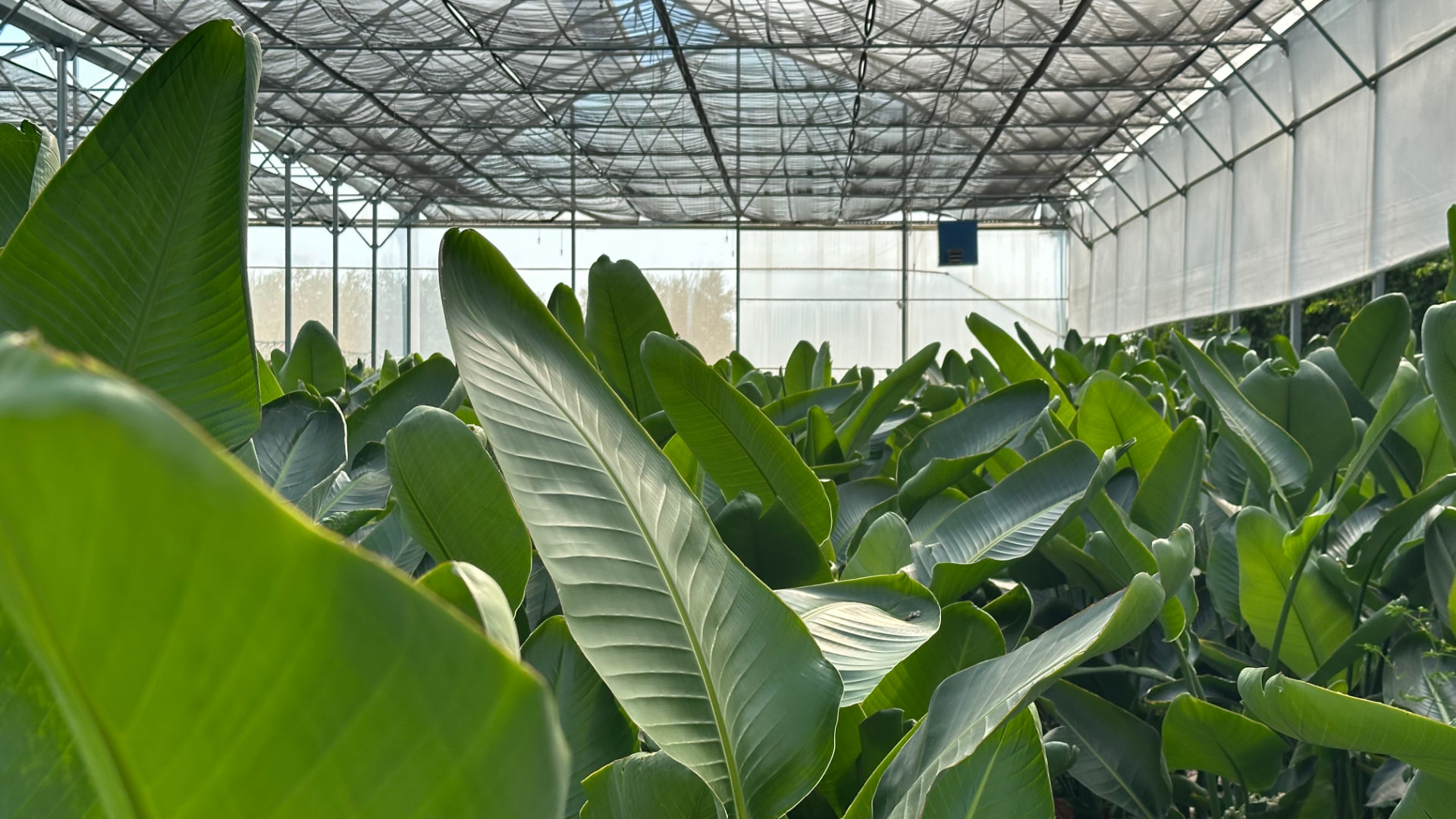 Luce filtrata, foglie che respirano