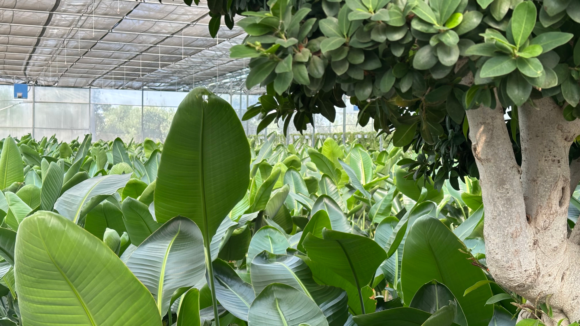 Campate di Strelitzia in crescita