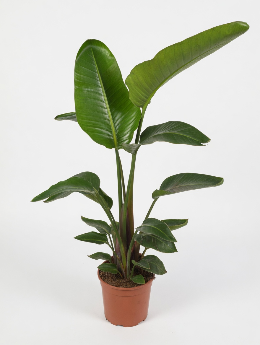 Strelitzia Nicolai in vaso — Piante tropicali
