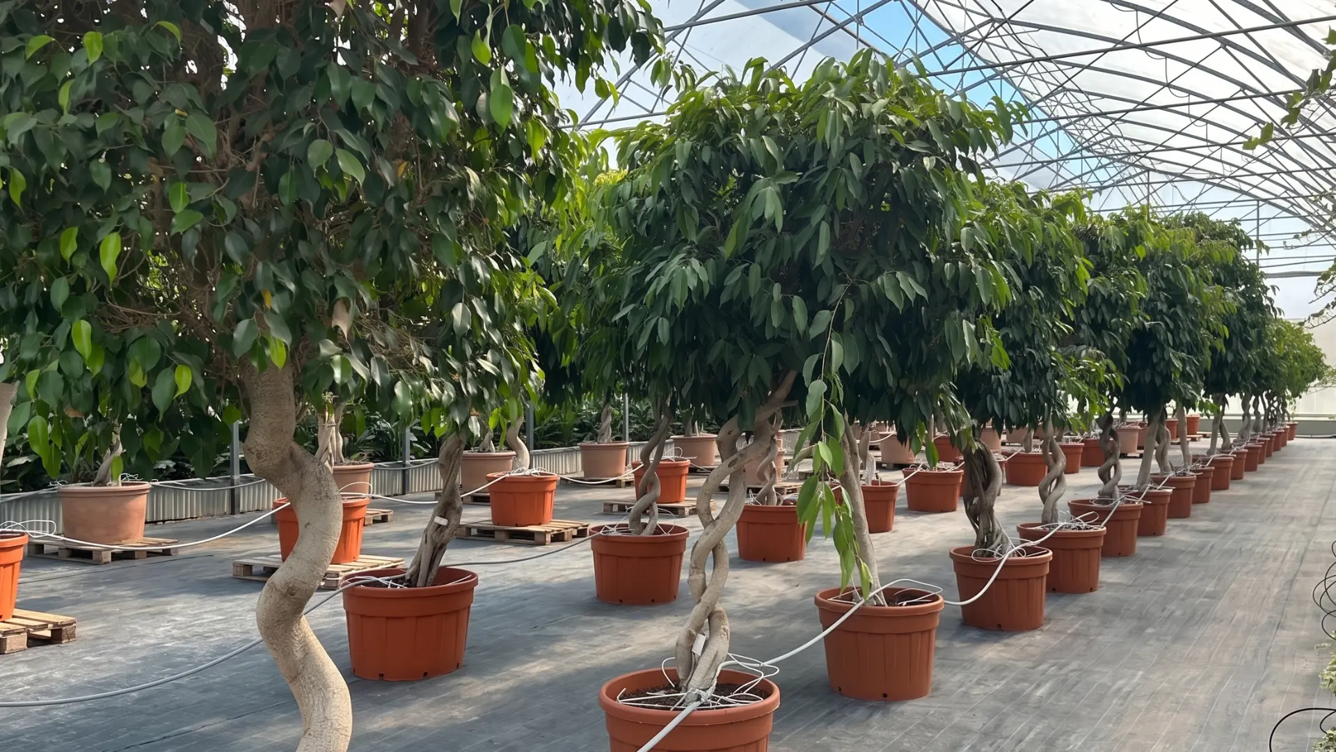 Filari di Ficus a tronco intrecciato