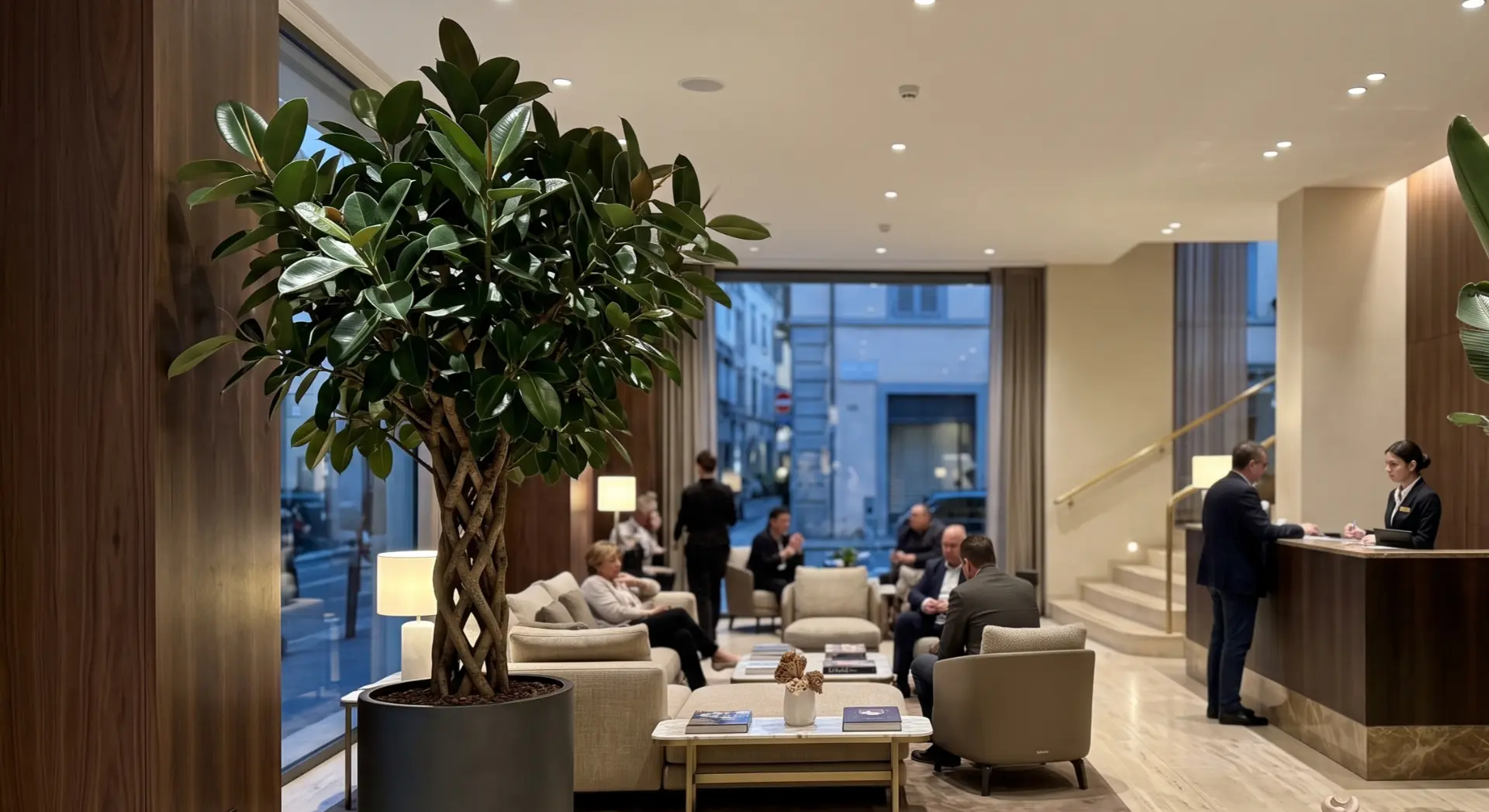 Hotel di design — Lobby — Centro di Bari. Ficus Elastica esemplare e Strelitzia in vasi neri opachi.