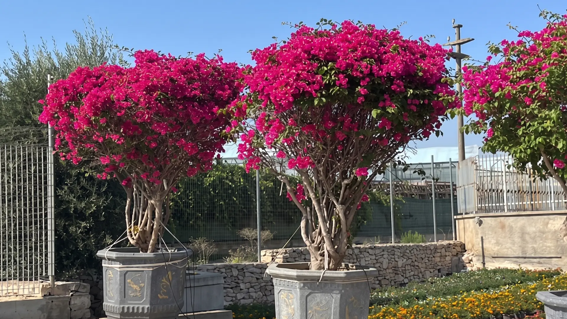 Bougainvillea in piena fioritura