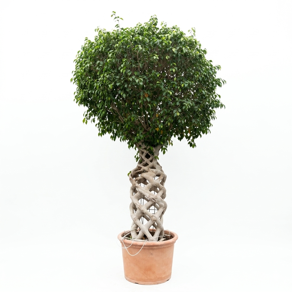 Ficus Intrecciato a Spirale in vaso — Grandi esemplari